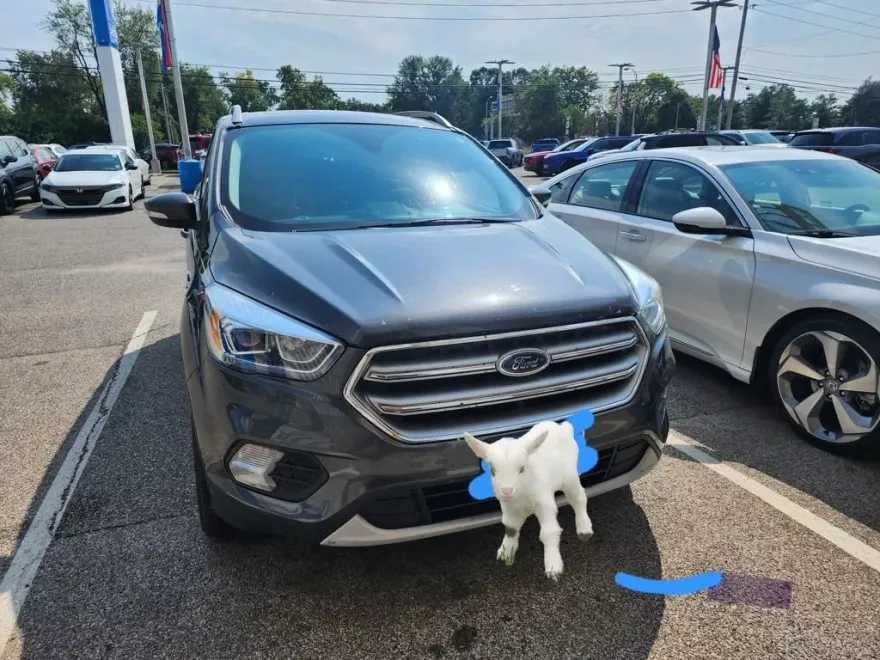 2017 Ford Escape Titanium Sport photo 1